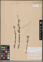 Foto von Salix aurita L. x Salix caprea L.
